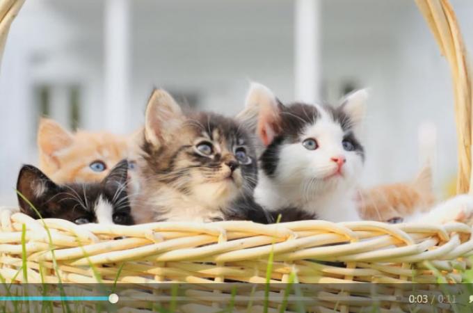 利用WordPress自带短代码添加视频